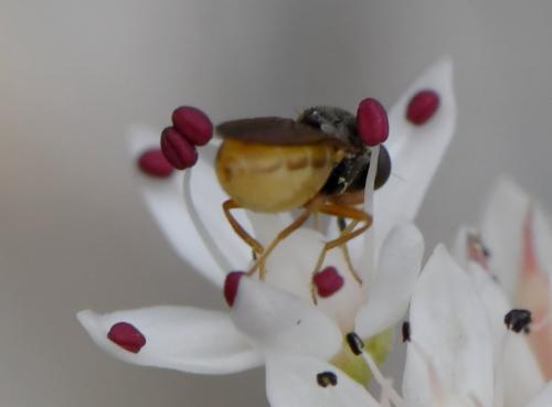 Oscinimorpha novakii